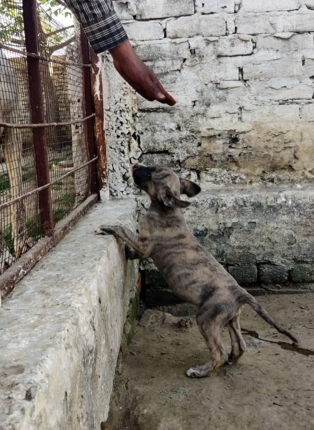 DogsIndia.com - Rampur Hound - Aatif