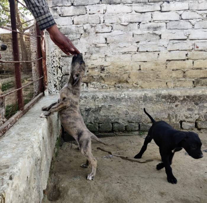 DogsIndia.com - Rampur Hound - Aatif