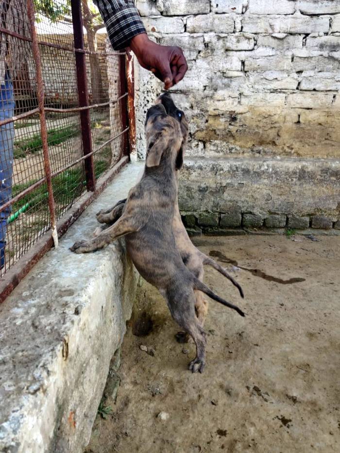 DogsIndia.com - Rampur Hound - Aatif