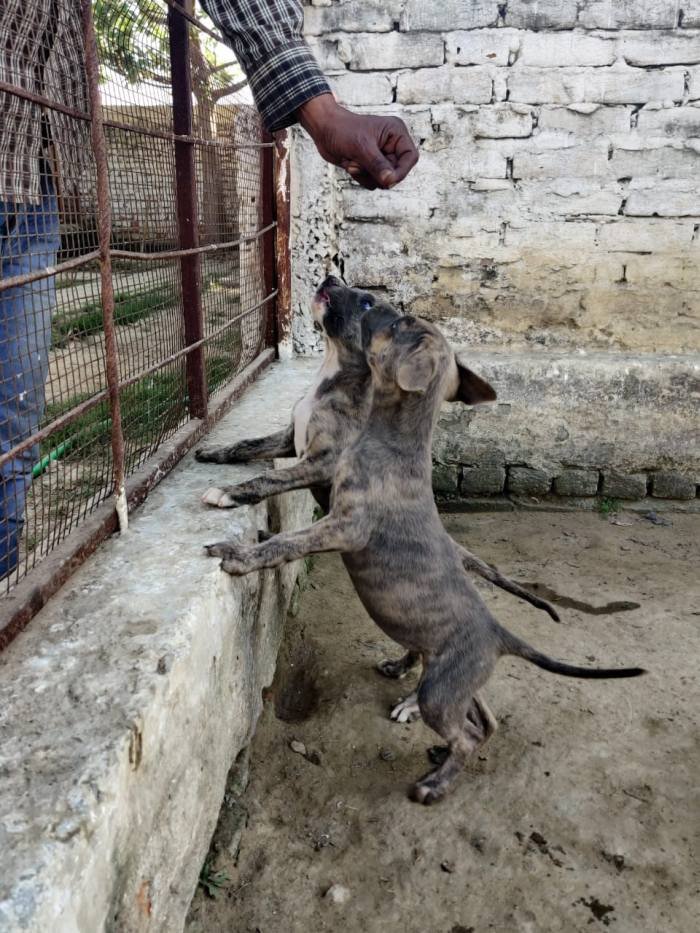 DogsIndia.com - Rampur Hound - Aatif