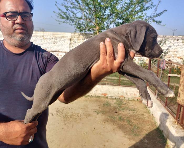 DogsIndia.com - Rampur Hound - Aatif