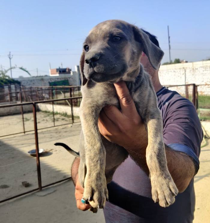 DogsIndia.com - Rampur Hound - Aatif