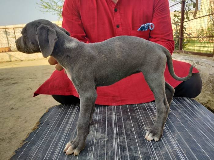 DogsIndia.com - Rampur Hound - Aatif