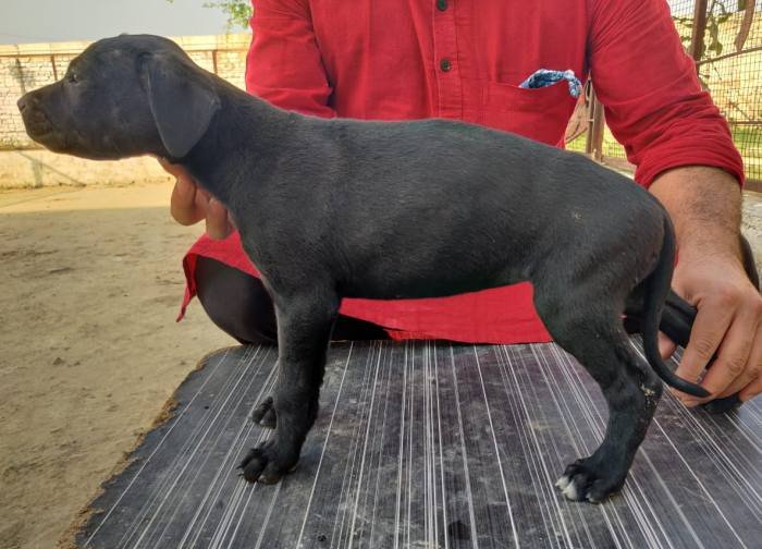 DogsIndia.com - Rampur Hound - Aatif
