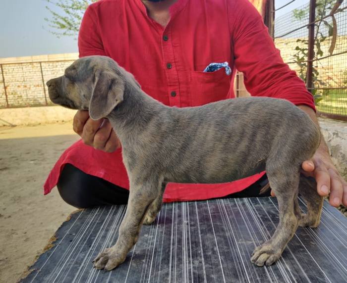DogsIndia.com - Rampur Hound - Aatif