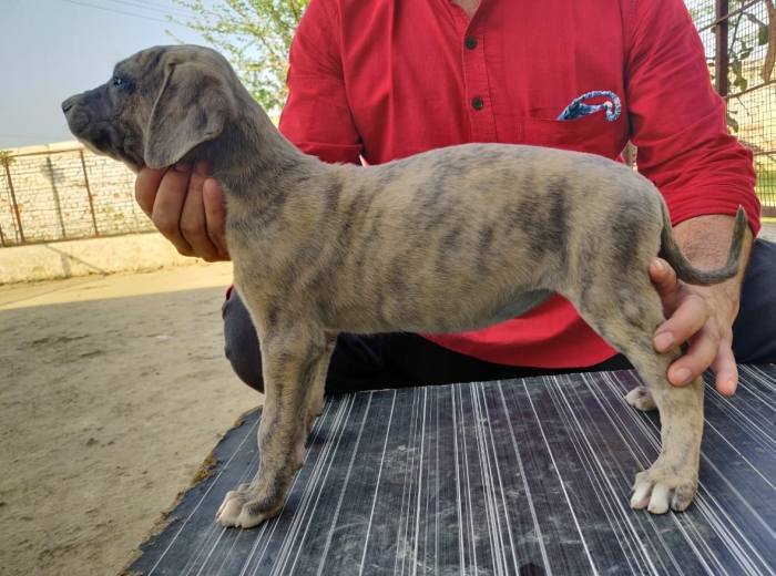 DogsIndia.com - Rampur Hound - Aatif