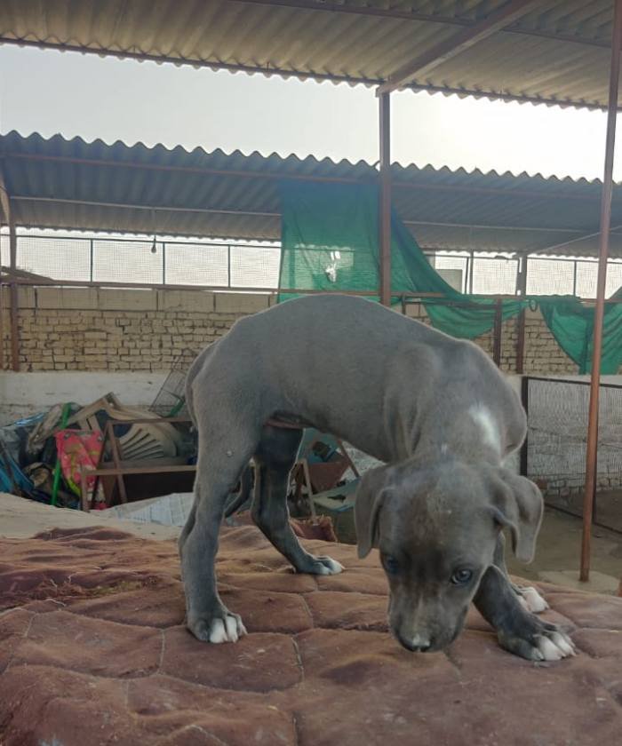 DogsIndia.com - Rampur Hound - Aatif