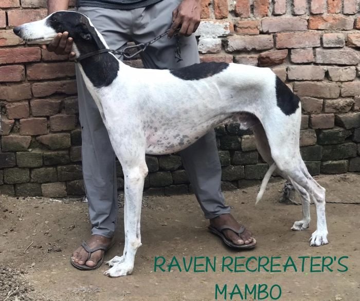 DogsIndia.com - Rampur Hound - Raghu Ragavendran