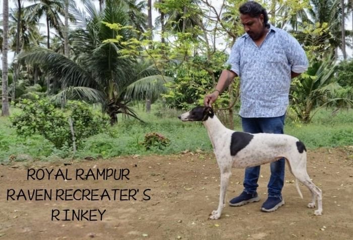 DogsIndia.com - Rampur Hound - Raghu Ragavendran