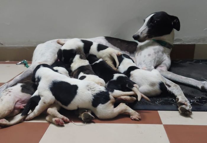 DogsIndia.com - Rampur Hound - Raghu Ragavendran