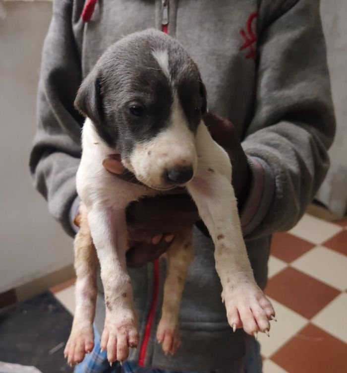 DogsIndia.com - Rampur Hound - Raghu Ragavendran