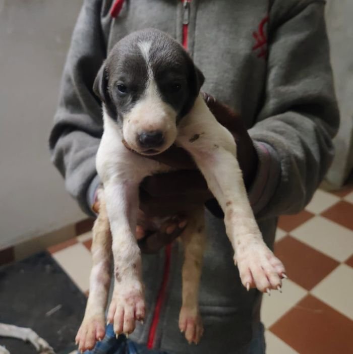 DogsIndia.com - Rampur Hound - Raghu Ragavendran