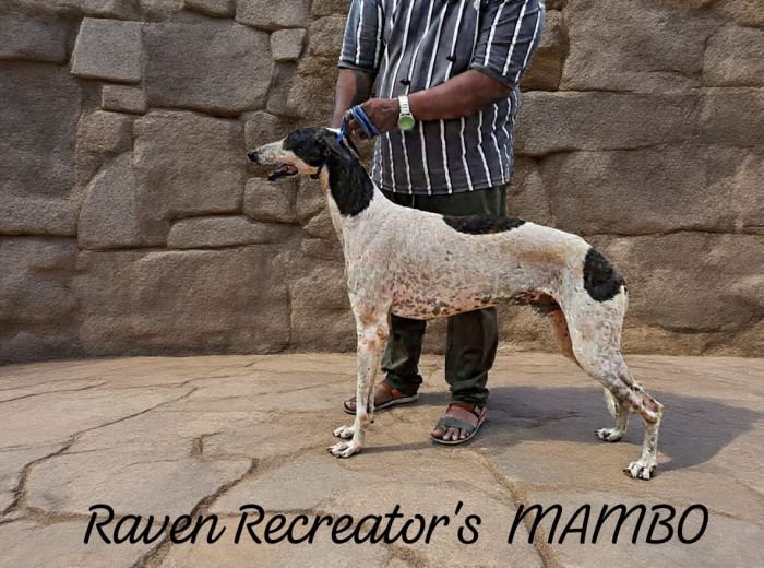 DogsIndia.com - Rampur Hound - Raghu Ragavendran