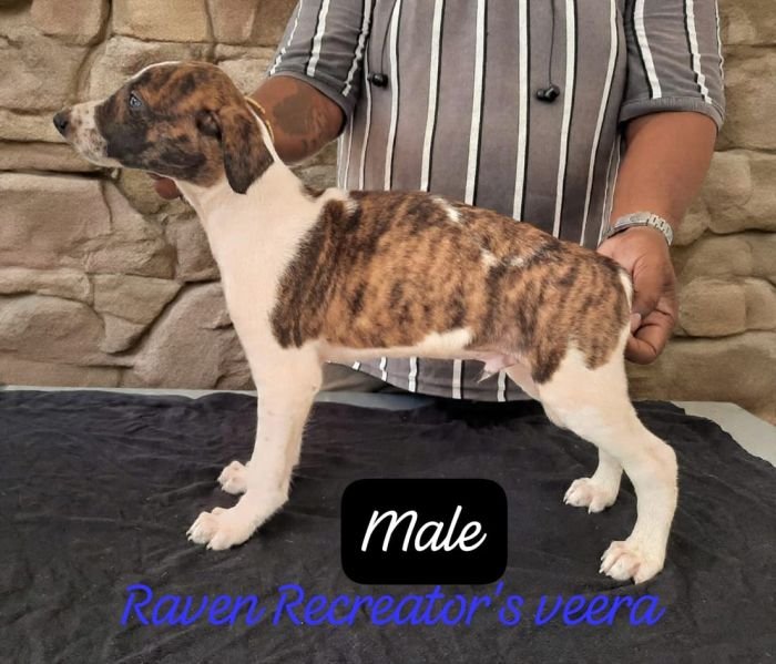 DogsIndia.com - Rampur Hound - Raghu Ragavendran