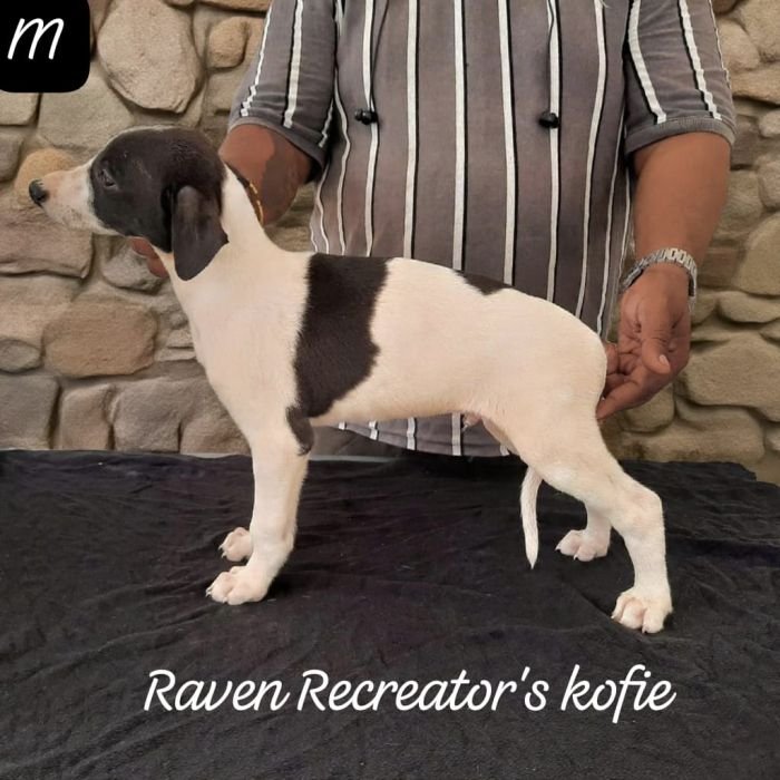 DogsIndia.com - Rampur Hound - Raghu Ragavendran