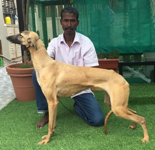 DogsIndia.com -Rampur Hound - Tazi Kennels