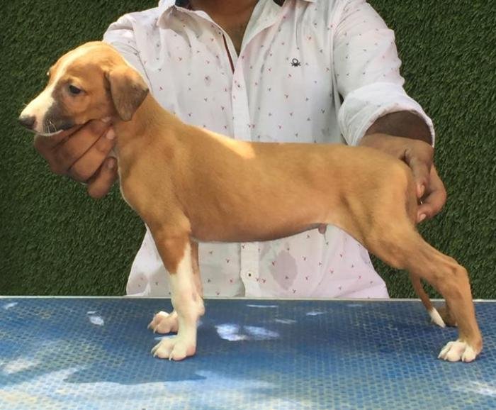 DogsIndia.com -Rampur Hound - Tazi Kennels
