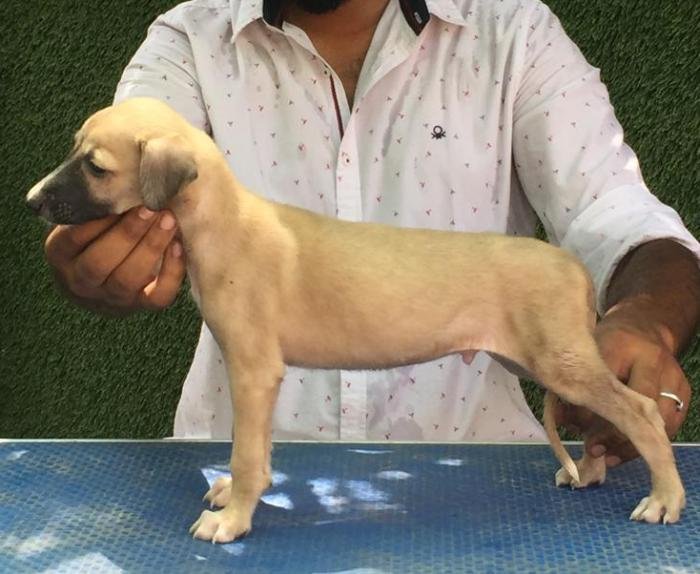 DogsIndia.com -Rampur Hound - Tazi Kennels