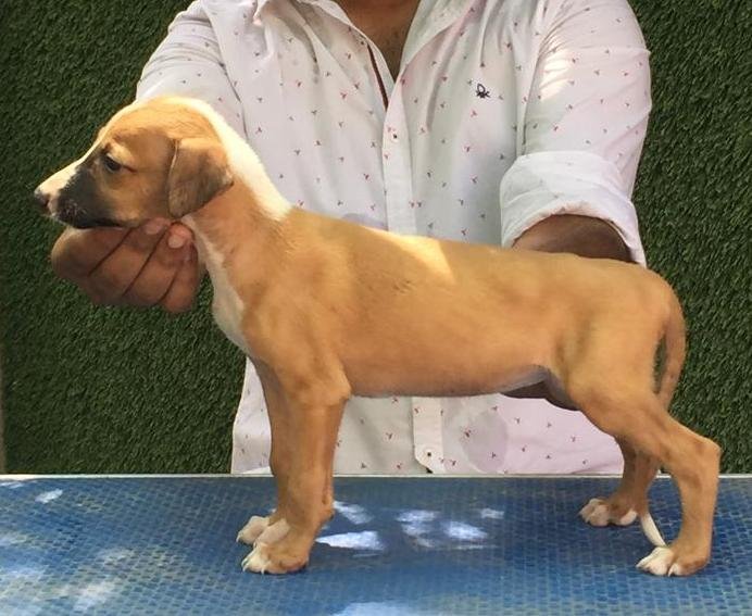 DogsIndia.com -Rampur Hound - Tazi Kennels
