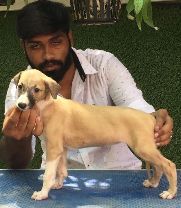 DogsIndia.com -Rampur Hound - Tazi Kennels