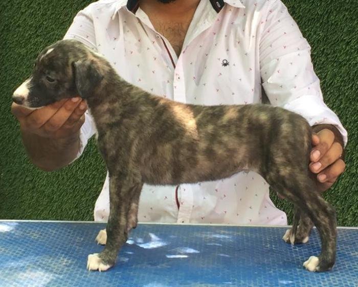 DogsIndia.com -Rampur Hound - Tazi Kennels