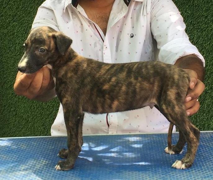 DogsIndia.com -Rampur Hound - Tazi Kennels