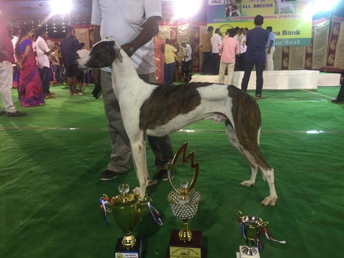 DogsIndia.com -Rampur Hound - Tazi Kennels