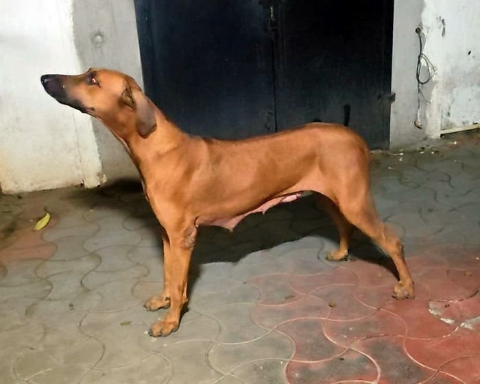 DogsIndia.com - Rhodesian Ridgeback - Rajan Alwar
