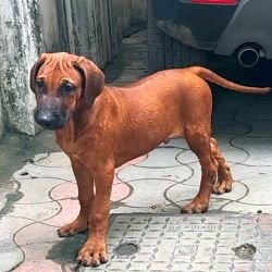 DogsIndia.com - Rhodesian Ridgeback - Rajan Alwar