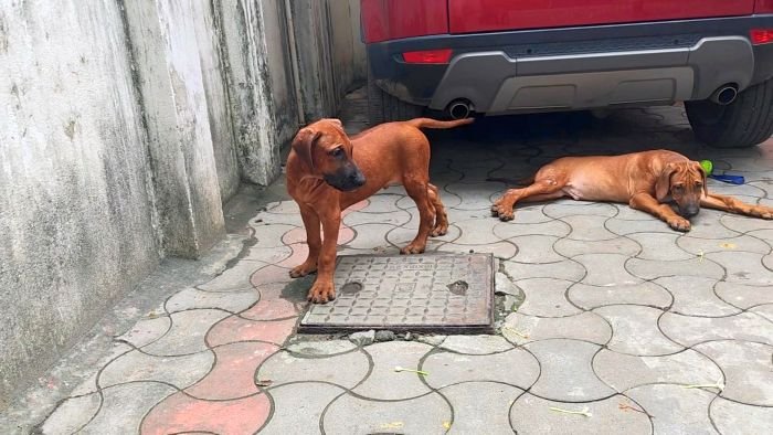 DogsIndia.com - Rhodesian Ridgeback - Rajan Alwar