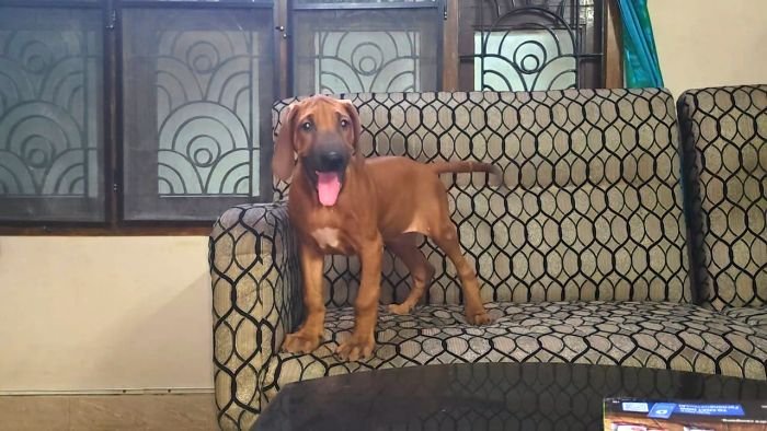 DogsIndia.com - Rhodesian Ridgeback - Rajan Alwar