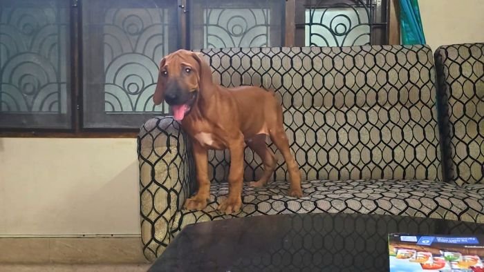 DogsIndia.com - Rhodesian Ridgeback - Rajan Alwar