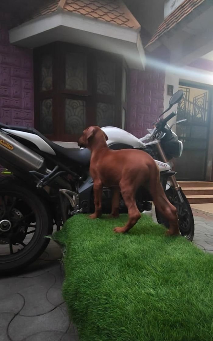 DogsIndia.com - Rhodesian Ridgeback - Rajan Alwar