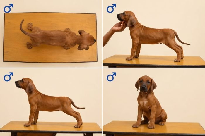DogsIndia.com - Rhodesian Ridgeback - Rajan Alwar