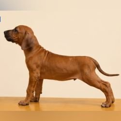DogsIndia.com - Rhodesian Ridgeback - Rajan Alwar