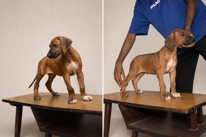 DogsIndia.com - Rhodesian Ridgeback - Rajan Alwar