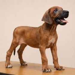 DogsIndia.com - Rhodesian Ridgeback - Rajan Alwar