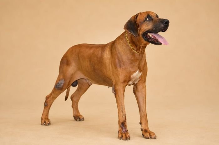 DogsIndia.com - Rhodesian Ridgeback - Rajan Alwar