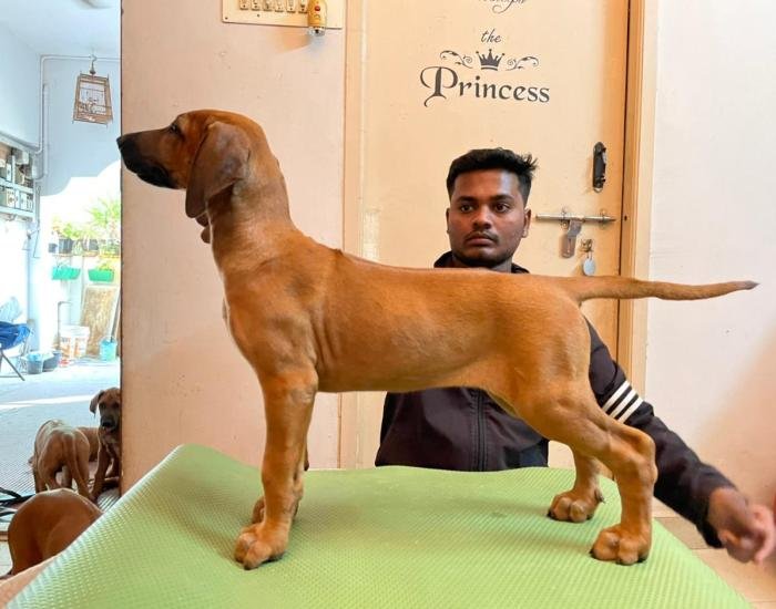 DogsIndia.com - Rhodesian Ridgeback- Red Rooyens Kennel