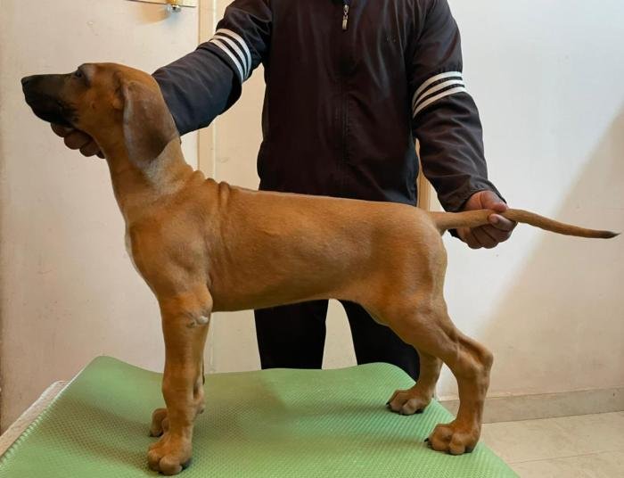 DogsIndia.com - Rhodesian Ridgeback- Red Rooyens Kennel
