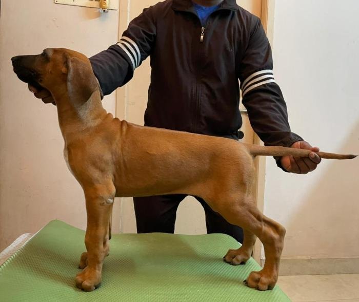 DogsIndia.com - Rhodesian Ridgeback- Red Rooyens Kennel