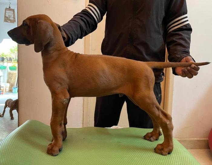 DogsIndia.com - Rhodesian Ridgeback- Red Rooyens Kennel