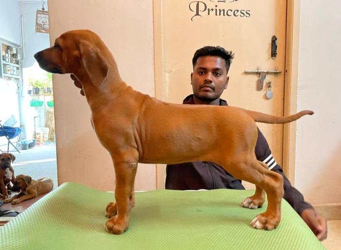DogsIndia.com - Rhodesian Ridgeback- Red Rooyens Kennel