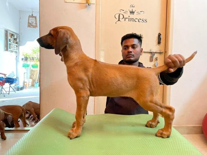 DogsIndia.com - Rhodesian Ridgeback- Red Rooyens Kennel