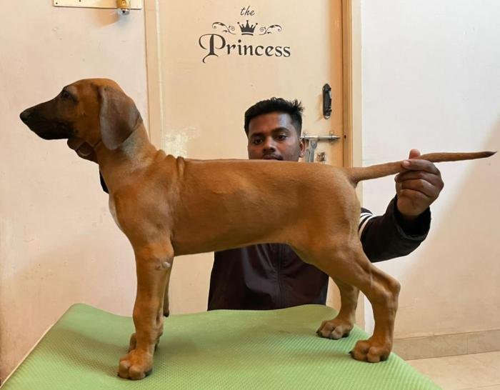 DogsIndia.com - Rhodesian Ridgeback- Red Rooyens Kennel