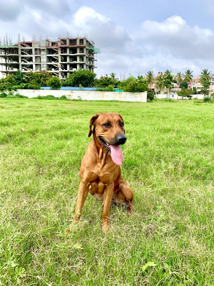 DogsIndia.com - Rodesian Ridgeback - Thomas
