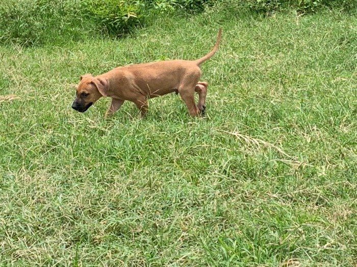 DogsIndia.com - Rodesian Ridgeback - Thomas