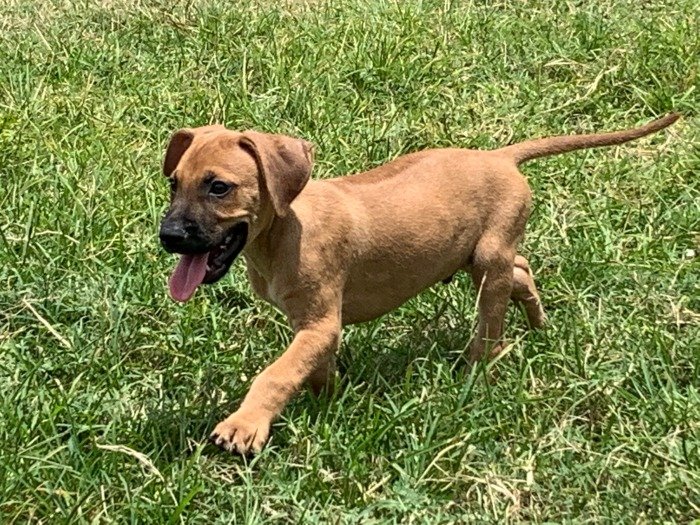 DogsIndia.com - Rodesian Ridgeback - Thomas
