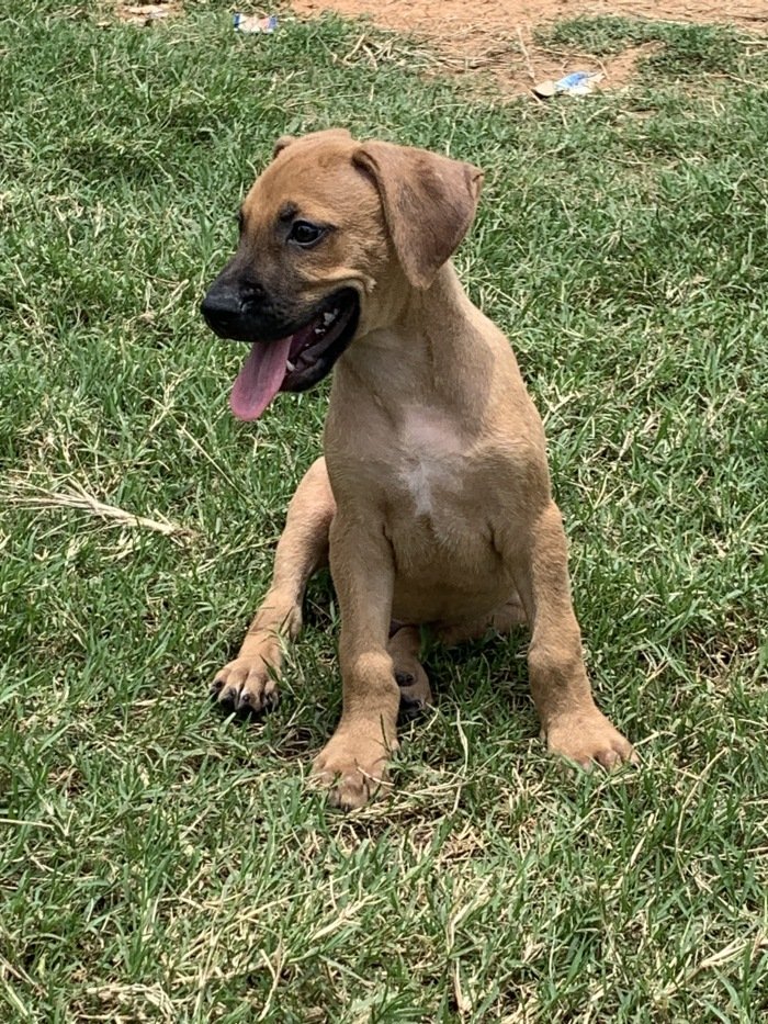 DogsIndia.com - Rodesian Ridgeback - Thomas