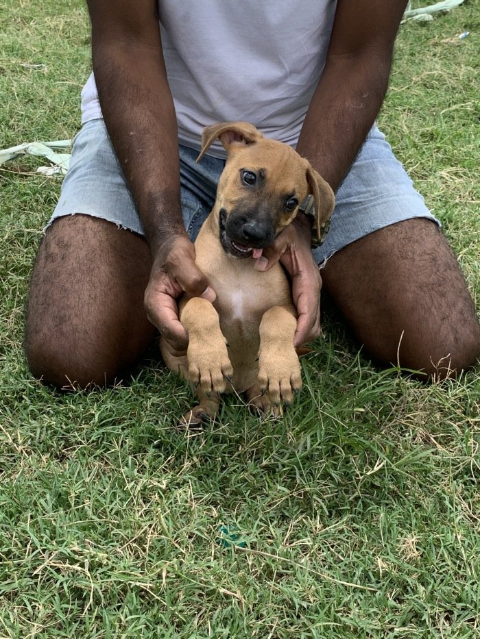 DogsIndia.com - Rodesian Ridgeback - Thomas